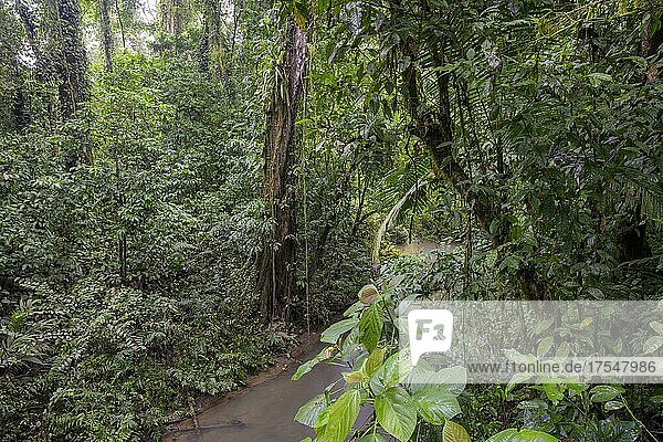 Rainforest by a stream  La Selva Biological Station  Sarapiqui  Heredia  Costa Rica  Central America