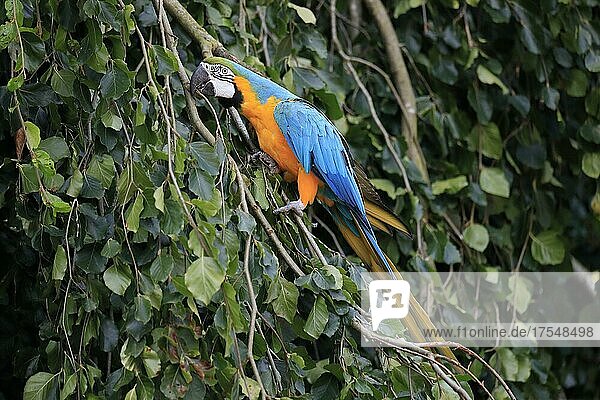 Gelbbrustara (Ara ararauna)  adult  auf Baum  Nahrungssuche  Papagei  Brasilien  Südamerika