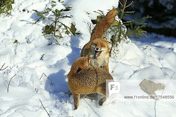 Red foxes (Vulpes vulpes) during the rutting season  Warstein  North Rhine-Westphalia  Germany  captive  Europe