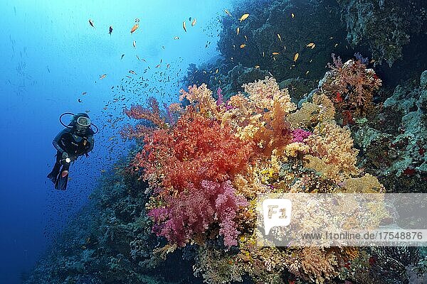 Diver  underwater landscape on coral reef wall  covered with soft corals in different colours  klunzinger's soft corals (Dendronephthya klunzingeri)  shoal of red sea basslets (Pseudanthias taeniatus)  Ras Muhammed National Park  Red Sea  Sharm el sheik  Sinai  Egypt  Africa