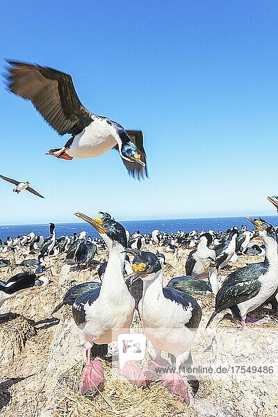 Kolonie der Antarktische Kormorane (Leucocarbo atriceps)  Seelöweninsel  Falklandinseln  Südamerika