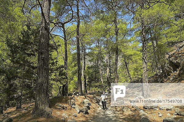 Pine trees  hiking trail  Samaria Gorge  Crete  Greece  Europe