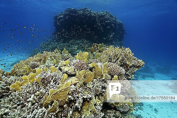 Korallenriff mit verschiedenen Steinkorallen  überwiegend Gelbe Platten-Feuerkoralle (Millepora platyphyllia) Rotes Meer  Ägypten  Afrika