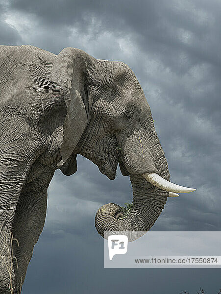 Botswana  Chobe National Park  Lone elephant