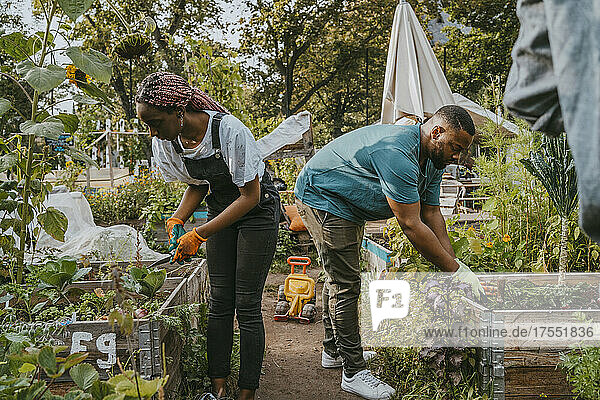 Junge männliche und weibliche Freiwillige bei der Gartenarbeit in einer städtischen Farm