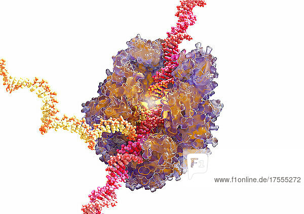 Illustration einer RNA-Polymerase als gläsernes Oberflächenmodell mit angedeuteten  tieferliegenden Bändermodell auf weißem Hintergrund. Die RNA-Polymerase ist ein Enzym  das RNA aus einer DNA-Vorlage synthetisiert. Sie besteht aus verschiedenen Proteinen  welche die DNA-Stränge (rot) umhüllt  diesen abwickelt und auf der Grundlage der in der DNA enthaltenen Informationen einen RNA-Strang (gelb) synthetisiert. Diese Illustration basiert auf Strukturdaten von Gnatt  A.L.  Cramer  P.  Kornberg  R.D.