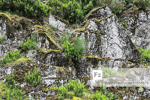 Vegetation und Felsformationen  Serra da Estrela  Portugal  Europa