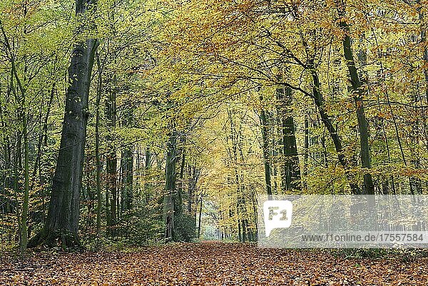 Weg im Wald  Buchenwald im Herbst  Bottrop  Ruhrgebiet  Nordrhein-Westfalen  Deutschland  Europa