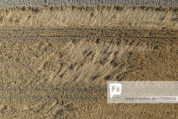 Aerial Drohne POV goldenen braunen Weizen Ernte