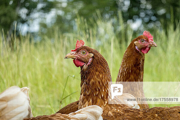 Braune Hühner im Gras auf dem Biohof