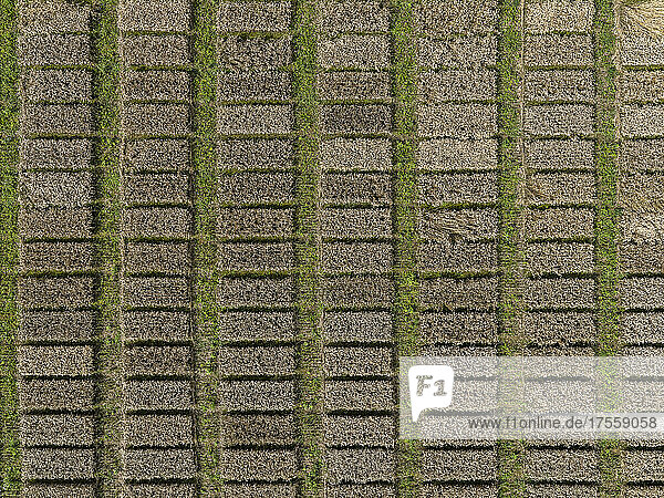 Aerial Drohne POV braunen rechteckigen Flecken bilden Muster in landwirtschaftlichen Bereich