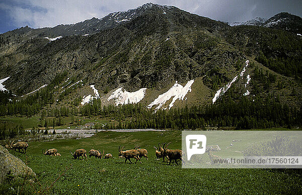 Italien  Aosta  Tal  Nationalpark Gran Paradiso  Valsavarenche