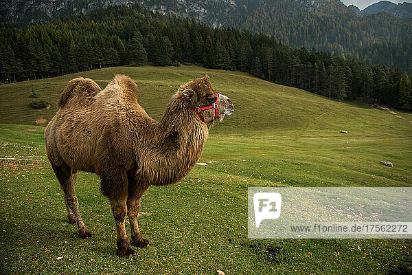 Italy. Trentino Alto Adige  Fiè allo Sciliar  camel at Malga Tuff