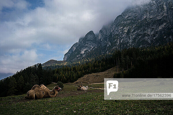 Italy. Trentino Alto Adige  Fiè allo Sciliar  camel at Malga Tuff