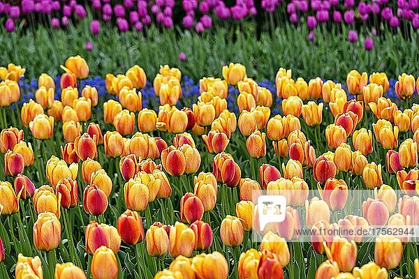 Orange tulips (Tulipa) in a bed  Keukenhof garden  Lisse  Bollenstreek  South Holland  Netherlands