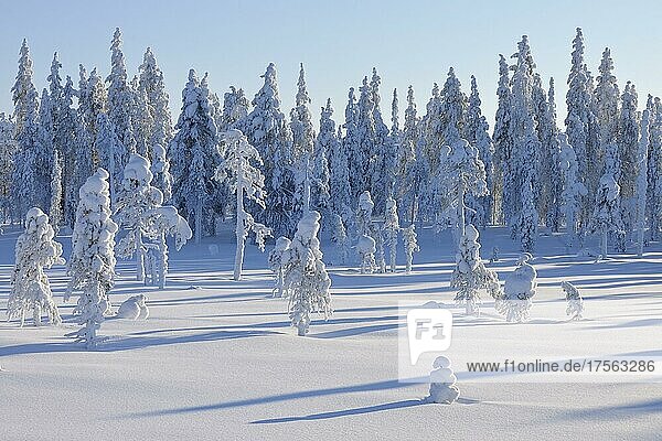 Snow covered landscape in winter  Posio  Kuusamo  Nordoesterbotten  Pohjois Pohjanmaa  Finland  Suomi  Europe