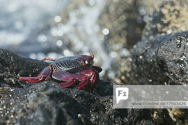 Red rock crab (Grapsus adscensionis)  Tenerife  Spain  Europe