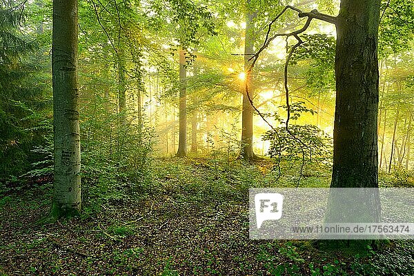 Lichtdurchfluteter Laubwald im warmen Licht der Morgensonne  Sonne strahlt durch Nebel  Buchen und Ahorn  Thüringer Schiefergebirge  bei Bad Lobenstein  Thüringen  Deutschland  Europa