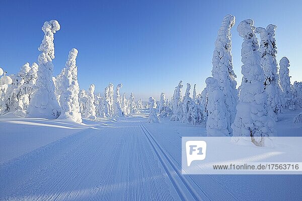 Langlaufloipe mit Sonne  Winter  Rukatunturi  Ruka  Kuusamo  Nordösterbotten  Suomi  Finnland  Europa