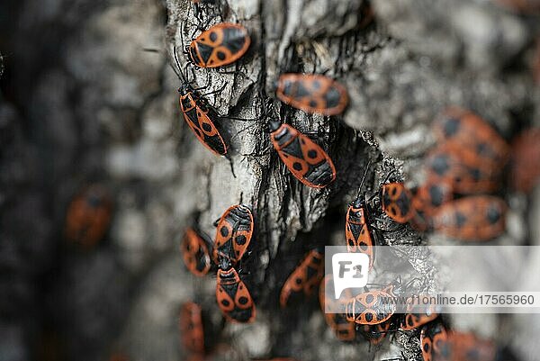 Fire bugs (Pyrrhocoridae)  popularly known as fire beetles  Magdeburg  Saxony-Anhalt  Germany  Europe