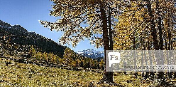 Autumn larch (Larix) forest  with mountains in the background  Martell Valley  Natruns  South Tyrol  Italy  Europe