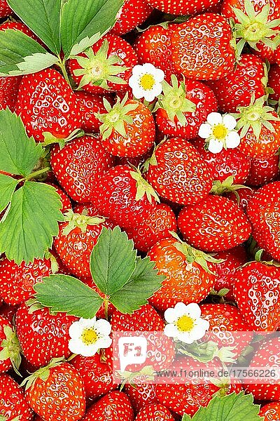 Erdbeeren Beeren frische Früchte Erdbeere Beere Frucht von oben mit Blätter und Blüten