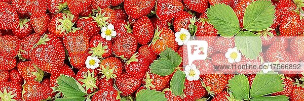 Erdbeeren Beeren frische Früchte Erdbeere Beere Frucht von oben mit Blätter und Blüten Panorama