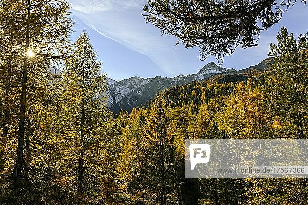 Herbstlicher Lärchenwald (Larix) und Bergen im Hintergrund  Schnalstal  Natruns  Südtirol  Italien  Europa