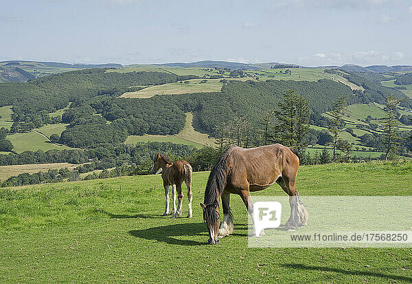 Weidende Pferde auf einer Wiese in Ceredigion  Wales  Vereinigtes Königreich  Europa
