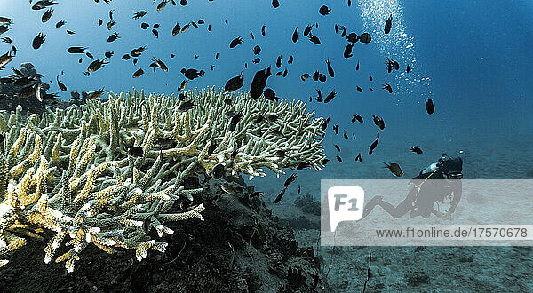 woman exploring ocean floor near Koh Tao in Thailand