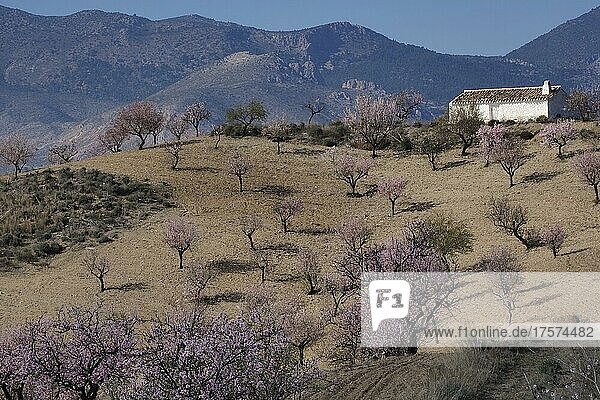 Blossoming almond plantation with white farmhouse  behind mountain La Muela and mountain range of Sierra Maria  almond blossom  Velez Rubio  Andalucia  Spain  Europe