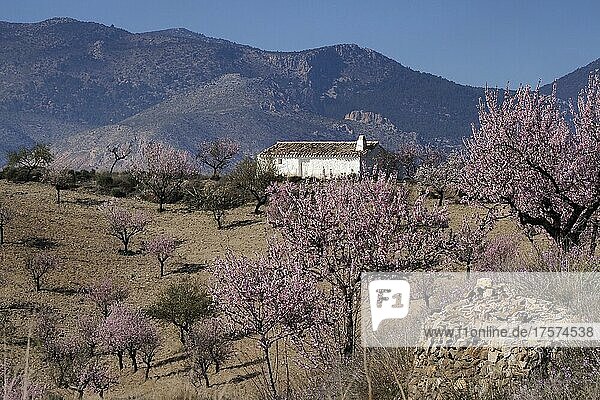 Weißes Landhaus umgeben von blühenden Mandelbäumen  dahinter Berge  Velez Rubio  Andalusien  Spanien  Europa