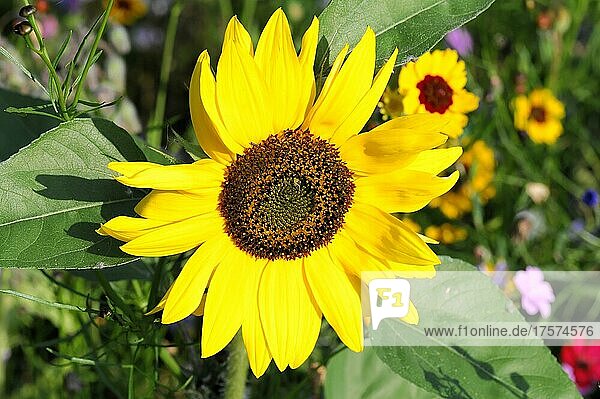 Sonnenblumen (Helianthus annuus)  blühend  Baden-Württemberg  Deutschland  Europa