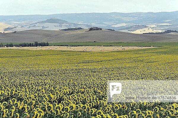 Sunflower field  sunflowers (Helianthus annuus)  landscape south of Montepulciano  Tuscany  Italy  Europe