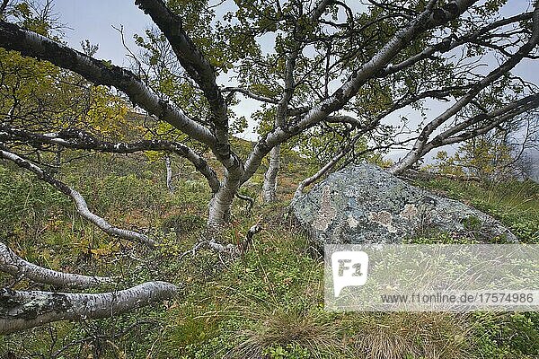 Birken (Betula pendula) im Fjell  Dovrefjell-Sundalsfjella Nationalpark  Norwegen  Europa
