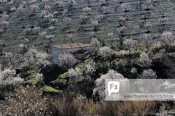 Mehrere blühende Mandelbäume vor Landhaus an Berghang  Mandelplantage in voller Blüte  hügelige Landschaft mit Haus  La Losilla  Vélez-Rubio  Almería  Andalucía  Spanien  España  Europa