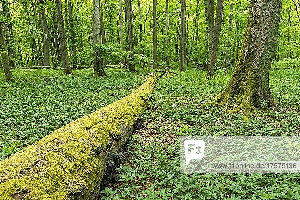 Abgestorbene,  mit Moos bewachsene Rotbuche (Fagus sylvatica),  Totholz,  Nationalpark Hainich,  Thüringen,  Deutschland,  Europa