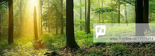 Panorama  Morgenstimmung im Wald  Sonne strahlt durch Morgennebel  Buchenwald  Höhenzug Deister  Niedersächsisches Bergland  Barsinghausen  Niedersachsen  Deutschland  Europa
