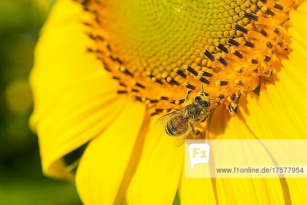 Honigbiene (Apis) an einer einer Sonnenblume (Helianthus annuus)  Deutschland  Europa