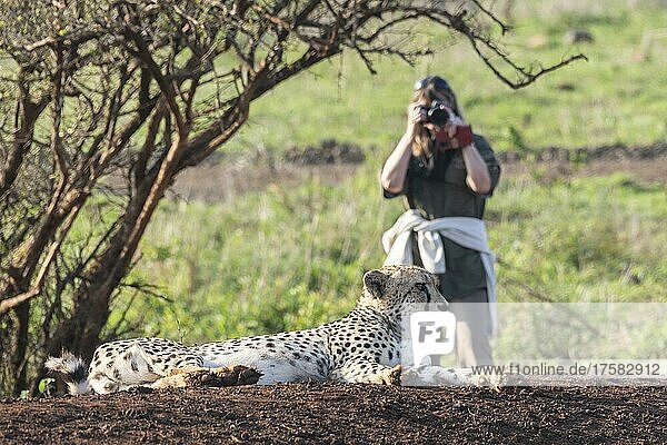 Gepard (Acinonyx jubatus) mit Touristin  Zimanga Game Reserve  KwaZulu Natal  Südafrika