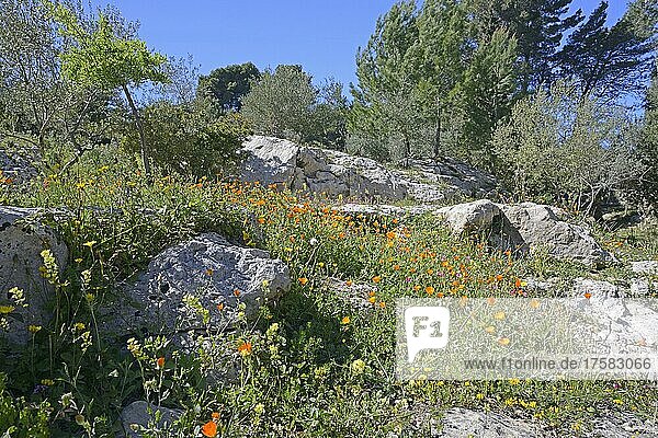 Flower meadow in Noto antica  Sicily  Italy  Europe