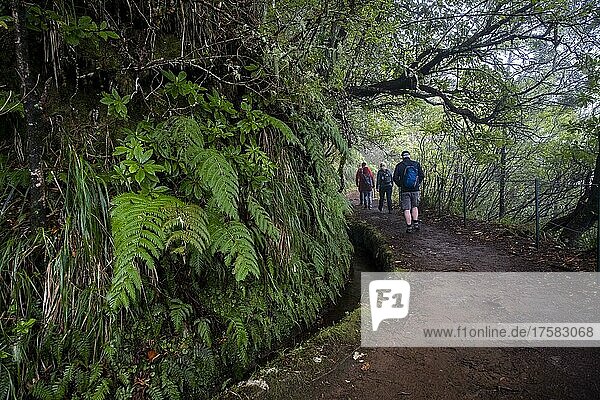 Hiking trail with hiker next to Lavada green cauldron Caldeirao Verde  Queimadas  Madeira  Portugal  Europe