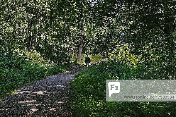 Hiking  man with backpack  trees  path  Baden-Württemberg  Germany  Europe