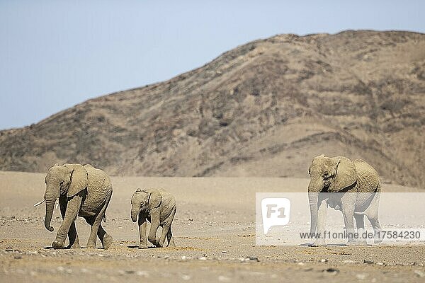 Afrikanischer Elefant (Loxodonta africana)  sogenannter Wüstenelefant  Kuh mit zwei unterschiedlich alten Kälbern  die eine Wüstenebene durchqueren  während sie sich auf ein Wasserloch zubewegen  in der Nähe des Hoanib-Flusses  Damaraland  Kunene-Region  Namibia  Afrika