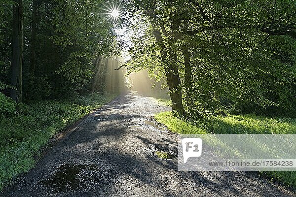 Waldweg mit Sonne und Sonnenstrahlen am Morgen  Frühling  Vielbrunn  Odenwald  Hessen  Deutschland  Europa