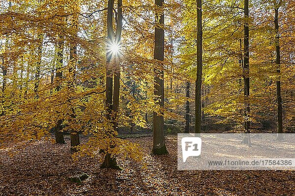 Bunter Buchenwald mit Sonne im Herbst  Spessart  Bayern  Deutschland  Europa