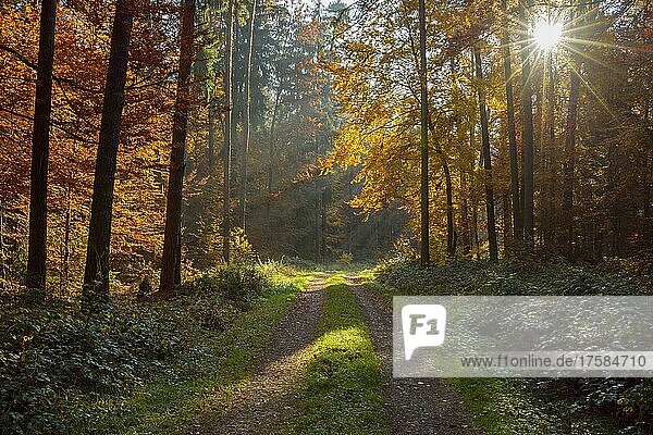 Weg im bunten Laubwald mit Sonne im Herbst  Odenwald  Hessen  Deutschland  Europa