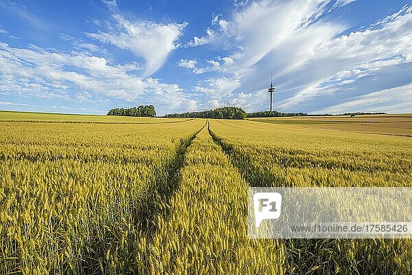 Lane in the Wheat Field in Summer  Wenschdorf  Miltenberg  Bavaria  Germany  Europe