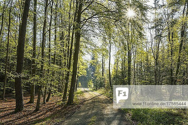 Waldweg im Frühling mit Sonne  Vielbrunn  Michelstadt  Odenwald  Hessen  Deutschland  Europa