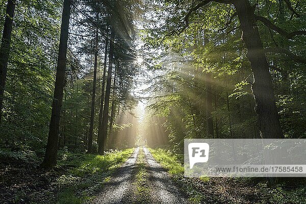 Forest road with sun and sunbeams in the morning  Spring  Vielbrunn  Odenwald  Hesse  Germany  Europe